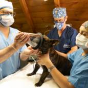 Anestesiologia Veterinária 