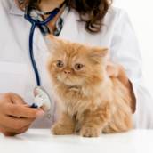 Cardiologia Veterinária 
