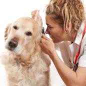 Dermatologia Veterinária 