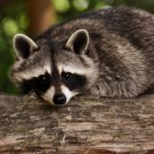 Veterinária para Animais Exóticos e Silvestres 