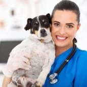 Odontologia Veterinária 