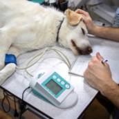 Oncologia Veterinária 