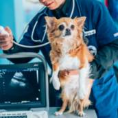 Ortopedia Veterinária 