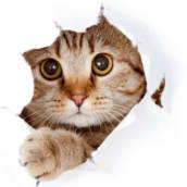 Medicina Felina 