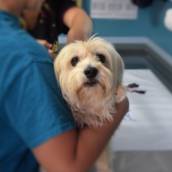 Neurologia Veterinária 
