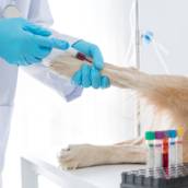 Exame Veterinário 