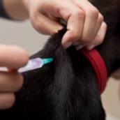 Vacina Veterinária 