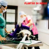 Plantão Veterinária 24 horas 
