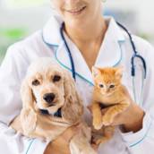 Veterinário 24h