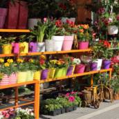 Floricultura – Beleza e Qualidade para Seu Jardim em Ourinhos/SP