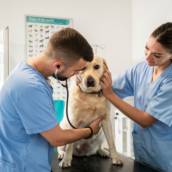 Castração de Animais em Santa Cruz do Rio Pardo – Segurança e Cuidado na Clínica Veterinária Buzolin