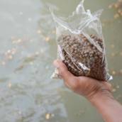Ração para peixes