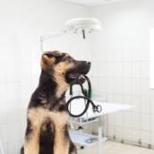 Clinica Veterinária 