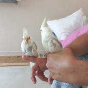 Reprodução de pequenos animais
