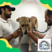 Clinica Veterinária 