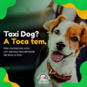 Transporte Veterinária