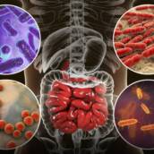 Modulação da microbiota intestinal