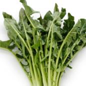Chicoria 