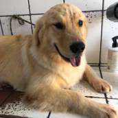 Banho em Golden