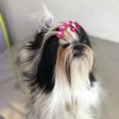 Banho em Shih tzu