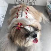 Banho com Penteado