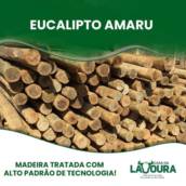 Eucalipto Amaru 
