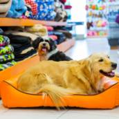 Cama Pet