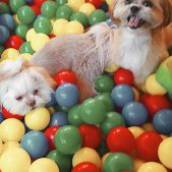 Creche e Daycare Pet em Bauru