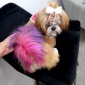 Coloração para Pets em Bauru 