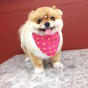 Hidratação para pets em Bauru