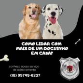 Obediência básica