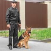 Cão guarda e proteção