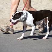 Dog-Walker passeio