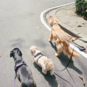 Passeio para cães