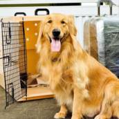 Transporte de animais