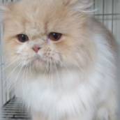 Pet Shop em Lençóis Paulista