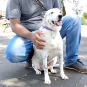 Análise comportamental canino