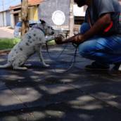 Adestrador de cachorro