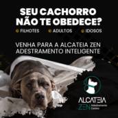 Passeios e passador canino