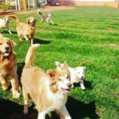 Creche de Animais em Bauru