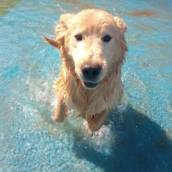 Hotel Pet em Bauru