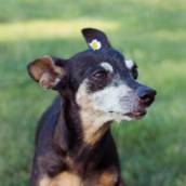 Consulta Veterinária domiciliar em Bauru