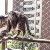Rede de proteção para gatos em Bauru