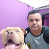 Taxi dog em São Sebastião