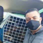 Viagens com cachorros