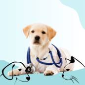 Consulta veterinária 
