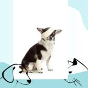 Curativos pós-cirúrgicos em animais