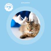 Ozonioterapia em animais em Jundiaí