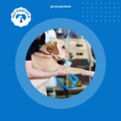 Fisioterapia em animais em Jundiaí