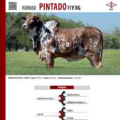 Touro Nelore Pintado FIV RG (NM060)